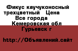 Фикус каучуконосный трехцветный › Цена ­ 500 - Все города  »    . Кемеровская обл.,Гурьевск г.